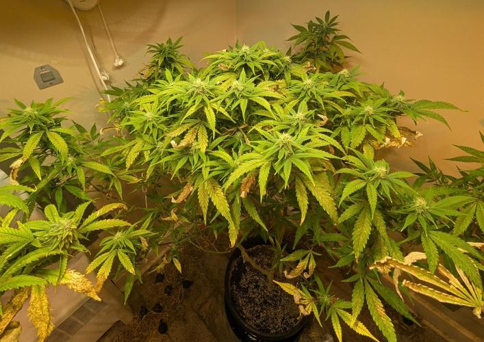 Sugar Black Rose. Week 15