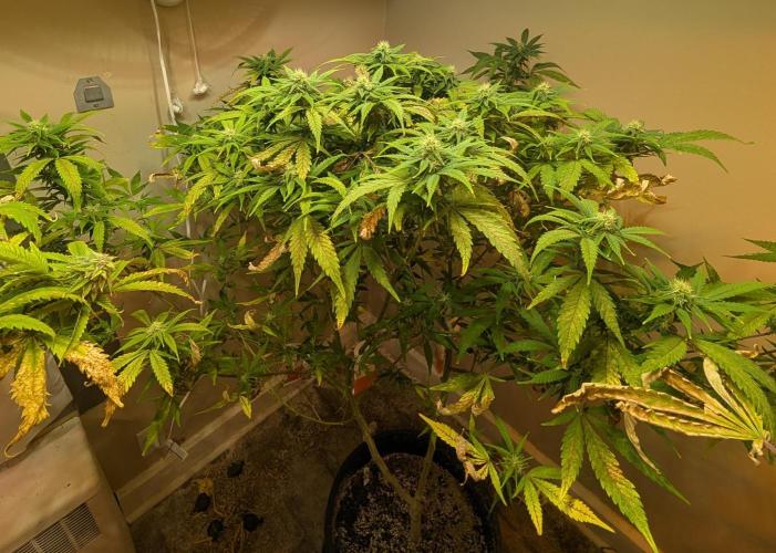 Sugar Black Rose. Week 15