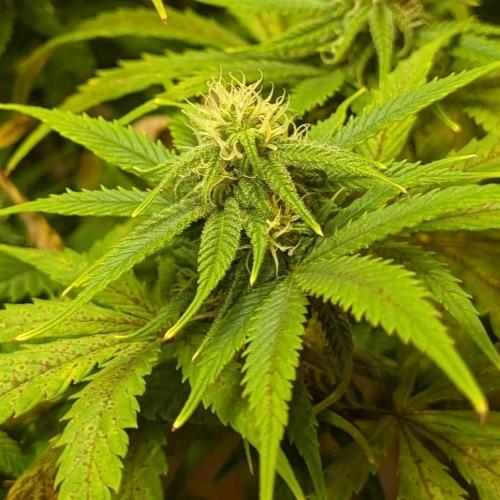 Sugar Black Rose. Week 15