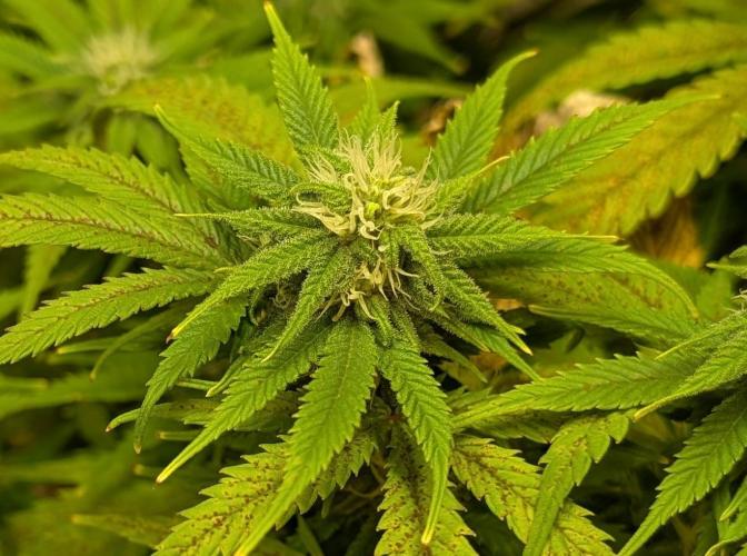 Sugar Black Rose. Week 15