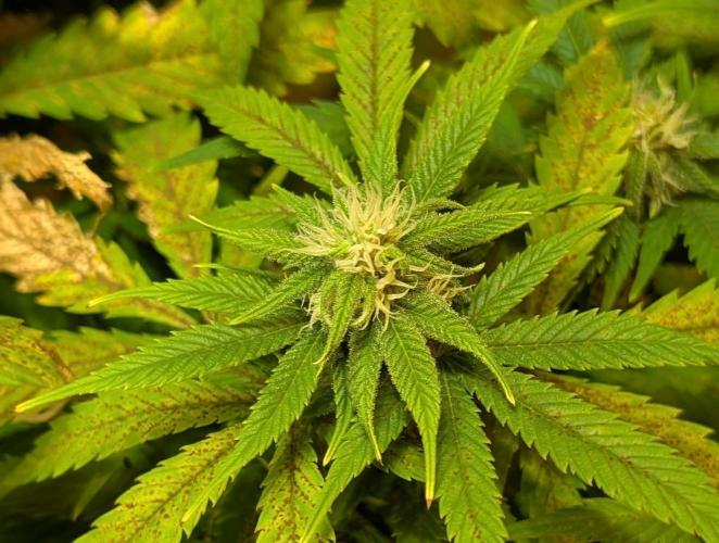 Sugar Black Rose. Week 15