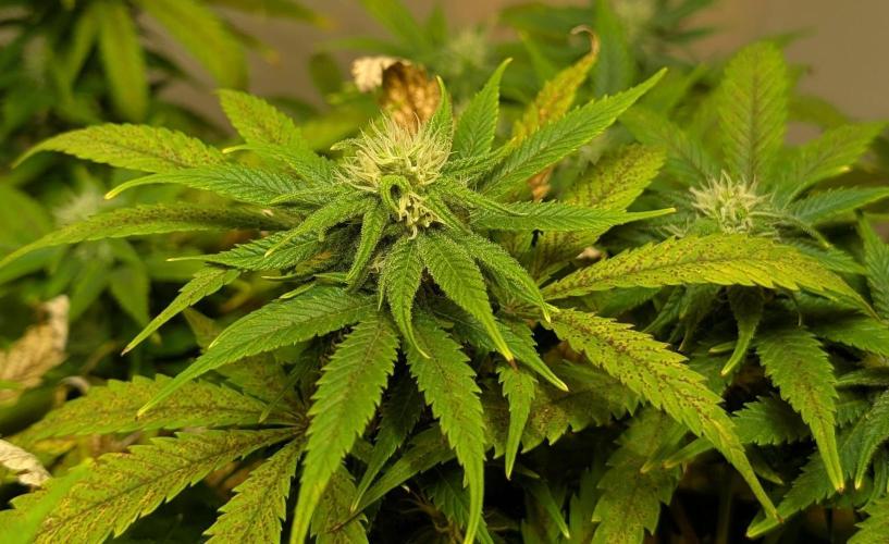 Sugar Black Rose. Week 15