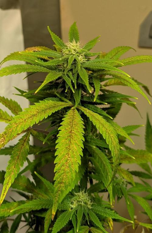 Sugar Black Rose. Week 15