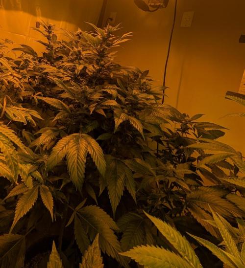 Red Mandarine. Week 15