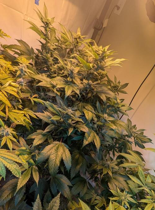 Red Mandarine. Week 15