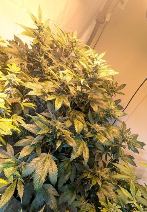 Red Mandarine. Week 15