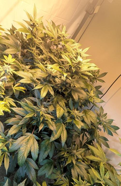 Red Mandarine. Week 15