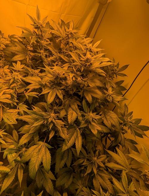 Red Mandarine. Week 15