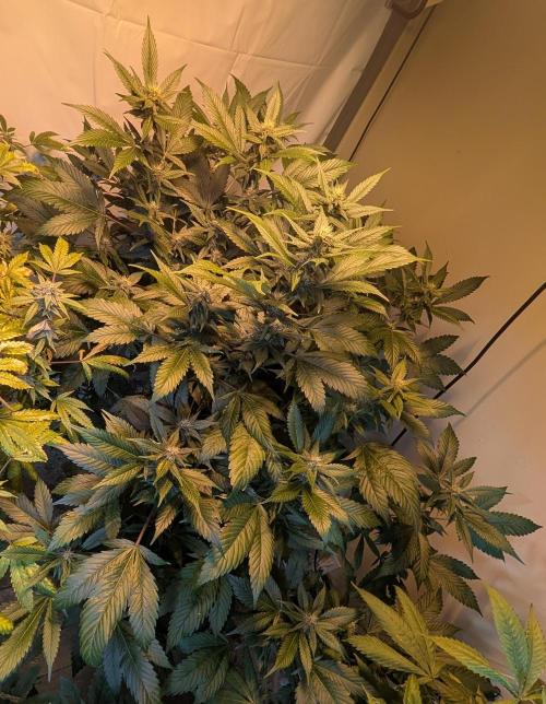 Red Mandarine. Week 15