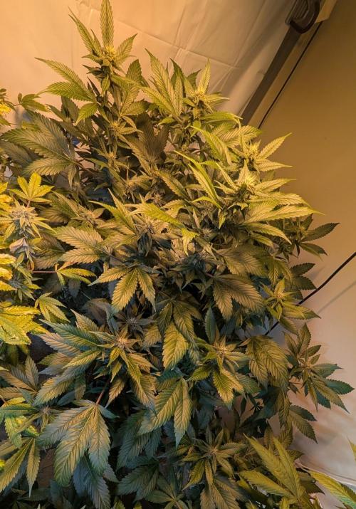 Red Mandarine. Week 15