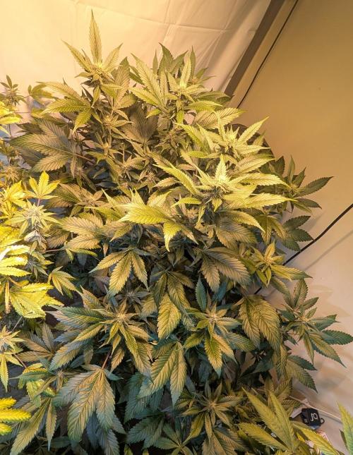 Red Mandarine. Week 15