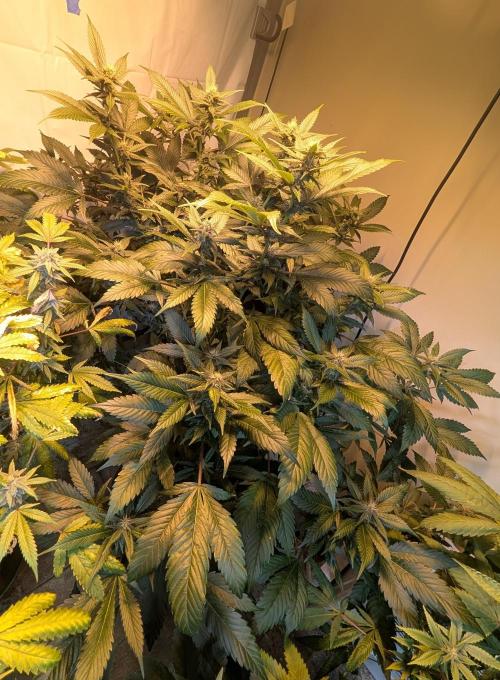 Red Mandarine. Week 15