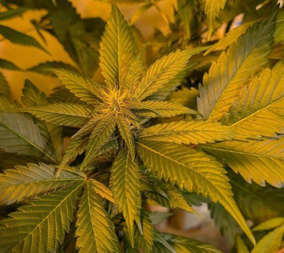 Red Mandarine. Week 15