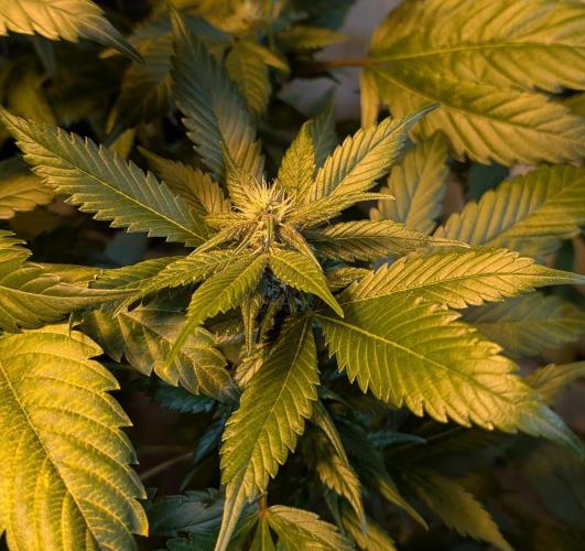 Red Mandarine. Week 15