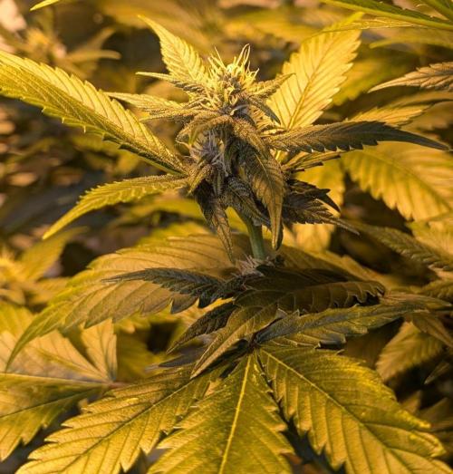 Red Mandarine. Week 15