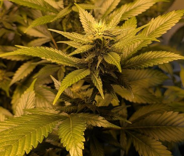 Red Mandarine. Week 15