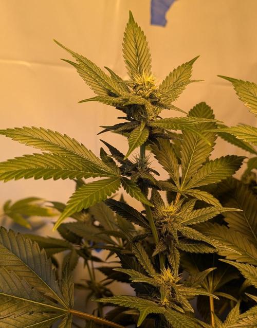 Red Mandarine. Week 15