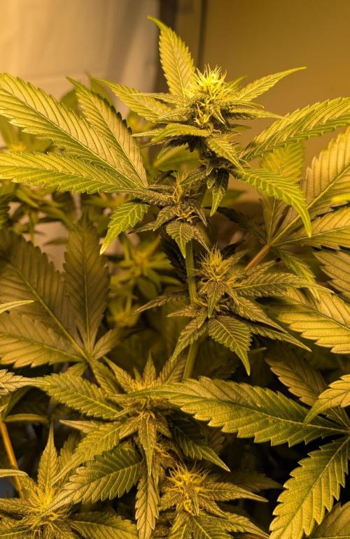 Red Mandarine. Week 15