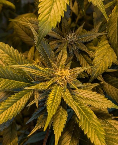 Red Mandarine. Week 15