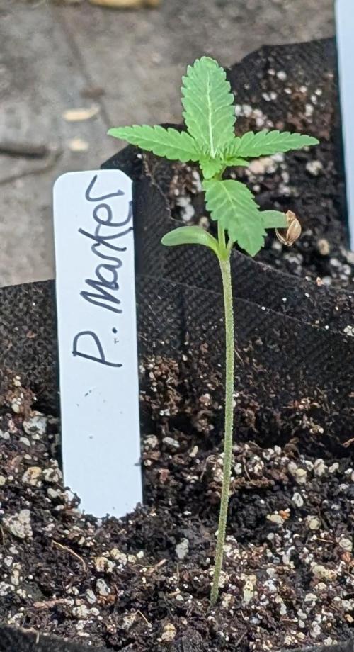 Permanent Marker. Week 2