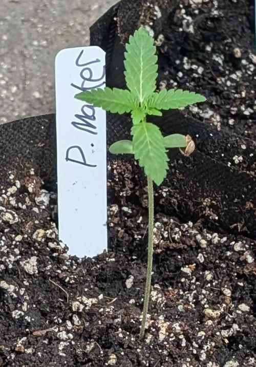 Permanent Marker. Week 2