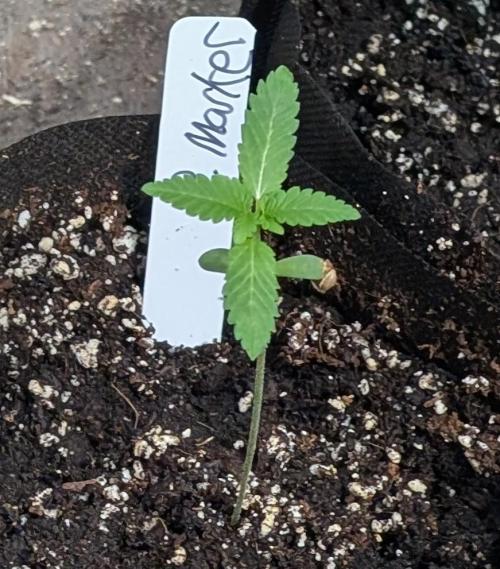 Permanent Marker. Week 2