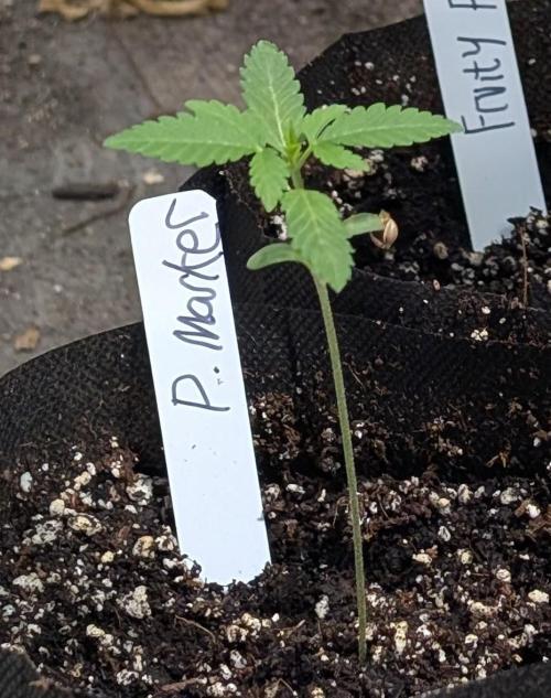 Permanent Marker. Week 2