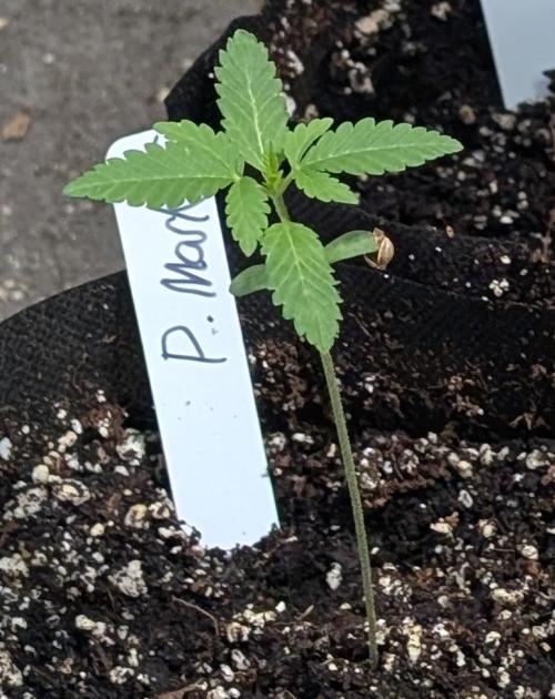 Permanent Marker. Week 2