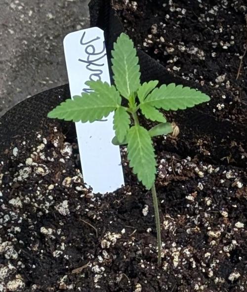 Permanent Marker. Week 2