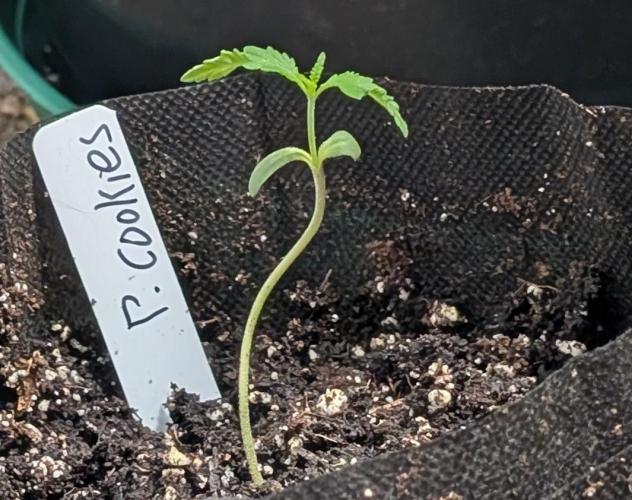 Pellezino Cookies. Week 2