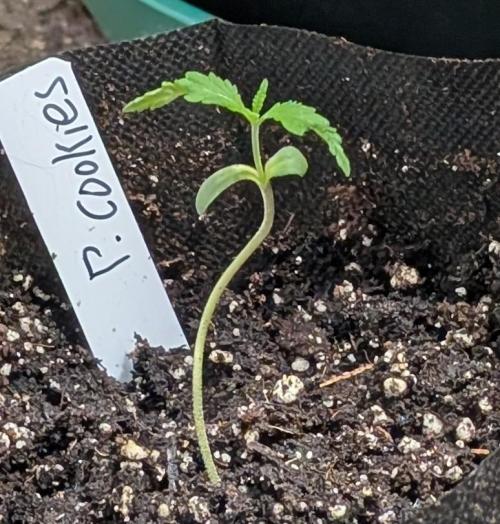 Pellezino Cookies. Week 2