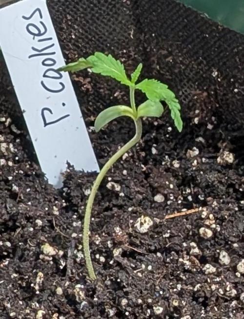 Pellezino Cookies. Week 2