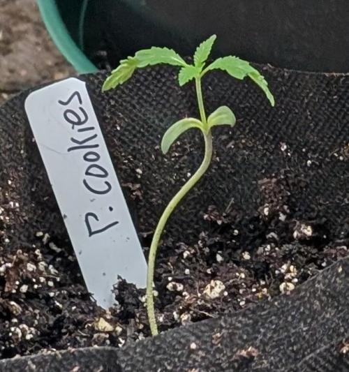 Pellezino Cookies. Week 2