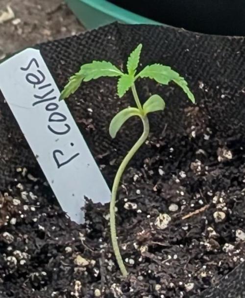 Pellezino Cookies. Week 2