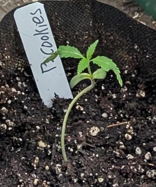 Pellezino Cookies. Week 2