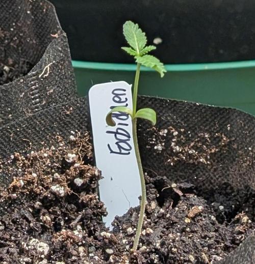 Forbidden Fruit. Week 2