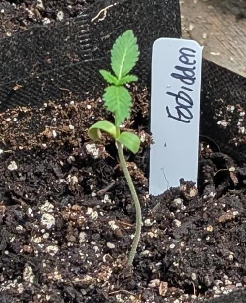 Forbidden Fruit. Week 2