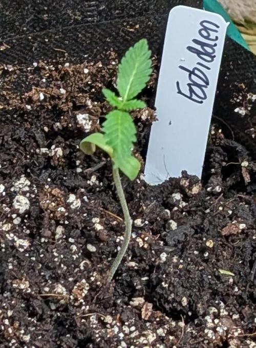 Forbidden Fruit. Week 2