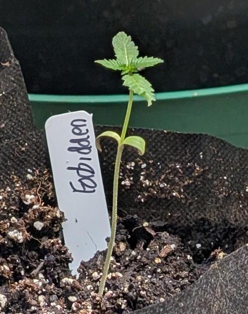 Forbidden Fruit. Week 2