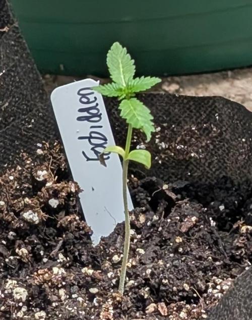 Forbidden Fruit. Week 2