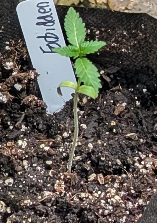 Forbidden Fruit. Week 2