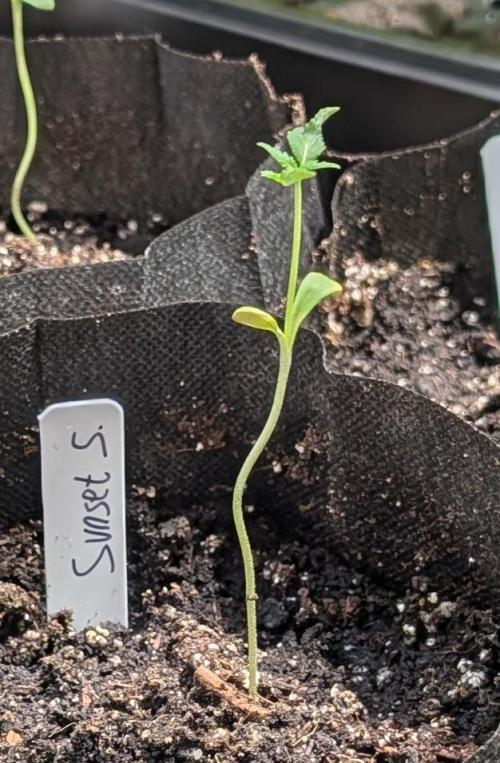 Sunset Sherbet. Week 2