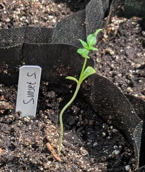 Sunset Sherbet. Week 2