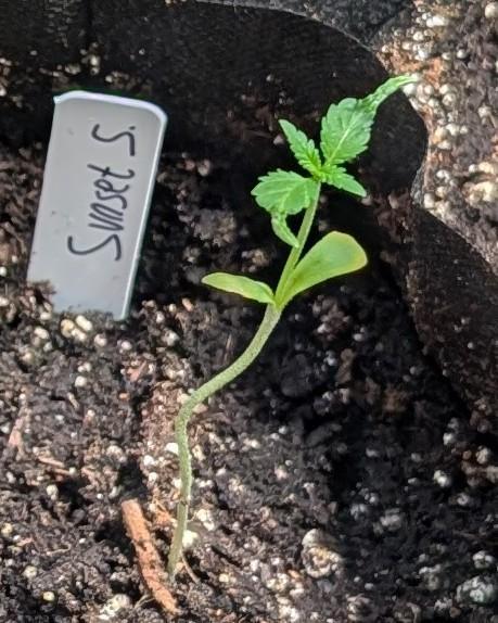 Sunset Sherbet. Week 2