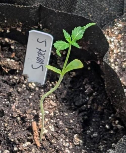 Sunset Sherbet. Week 2