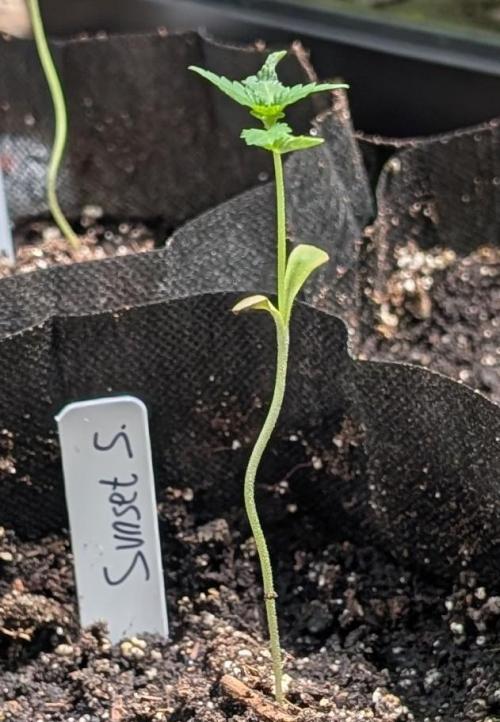 Sunset Sherbet. Week 2