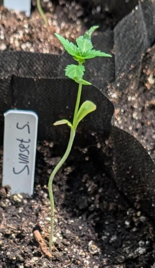 Sunset Sherbet. Week 2