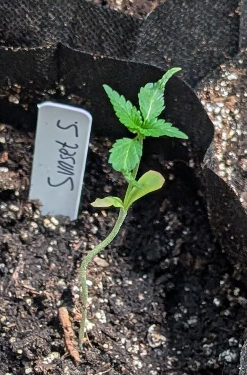 Sunset Sherbet. Week 2