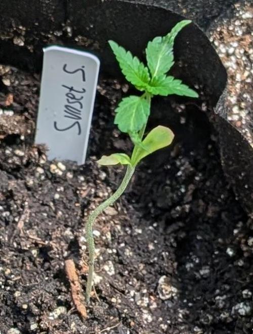 Sunset Sherbet. Week 2