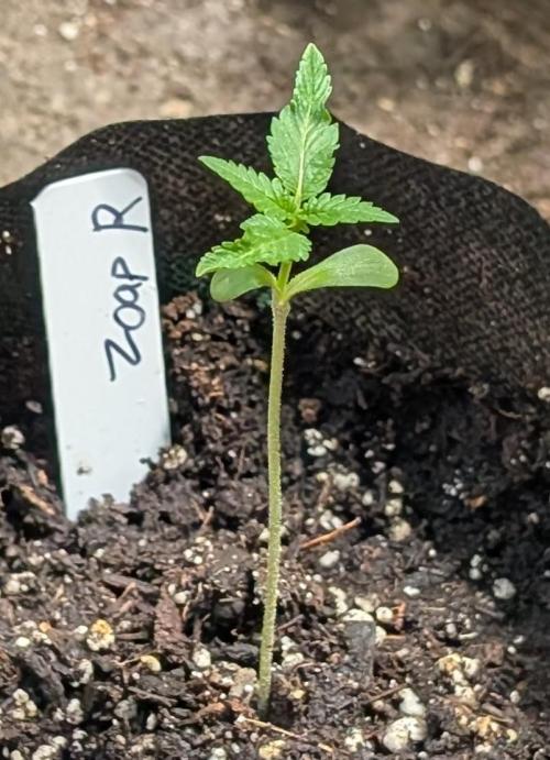 Zoap Rosé. Week 2